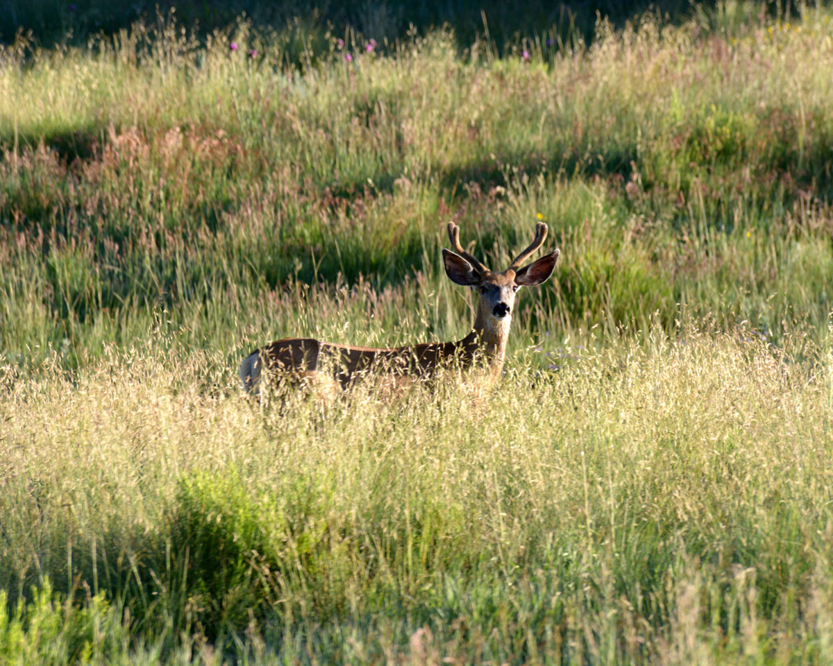 CM wildlife